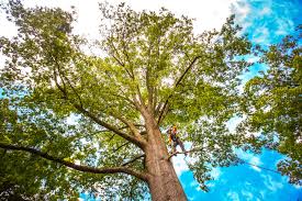 Best Tree Removal  in Utica, OH