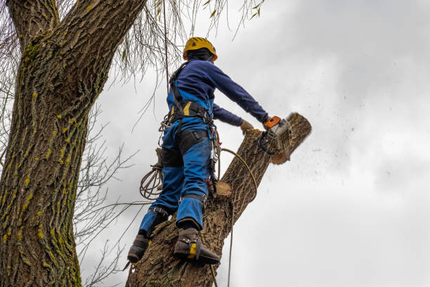 Best Tree Cabling and Bracing  in Utica, OH